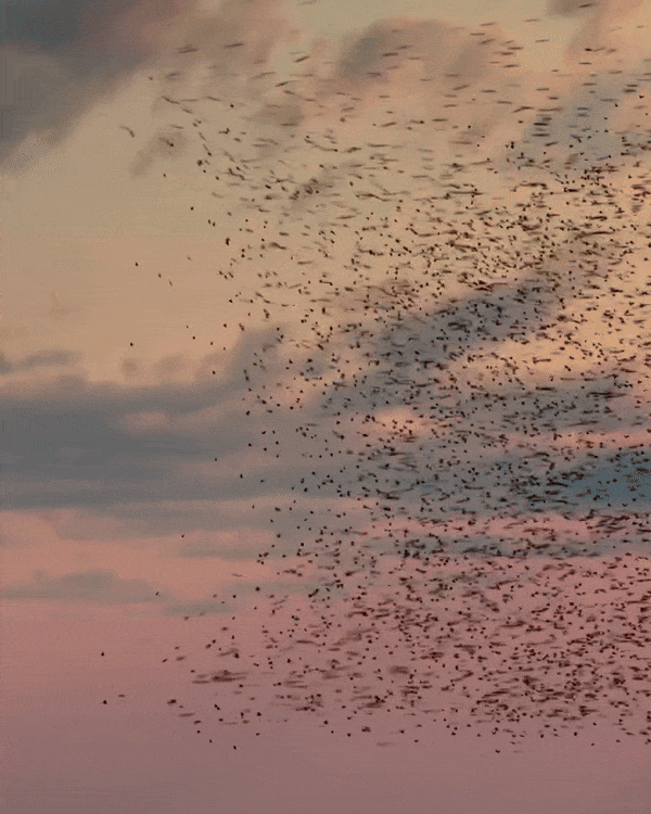 MONDAY REPORT INT 01/19/26