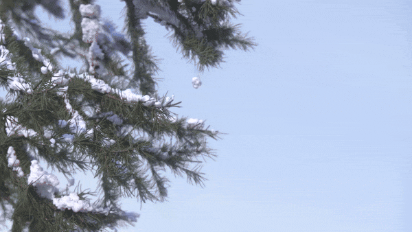 MONDAY REPORT US 01/26/26